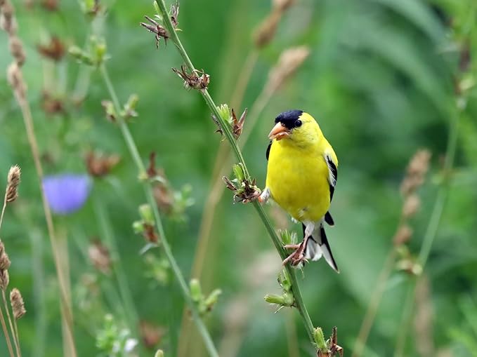 Birdseed Cylinders with Hole - Bird Seed for Outside Wild Birds (Small Cylinder, Four Seasons Flight 2pc)