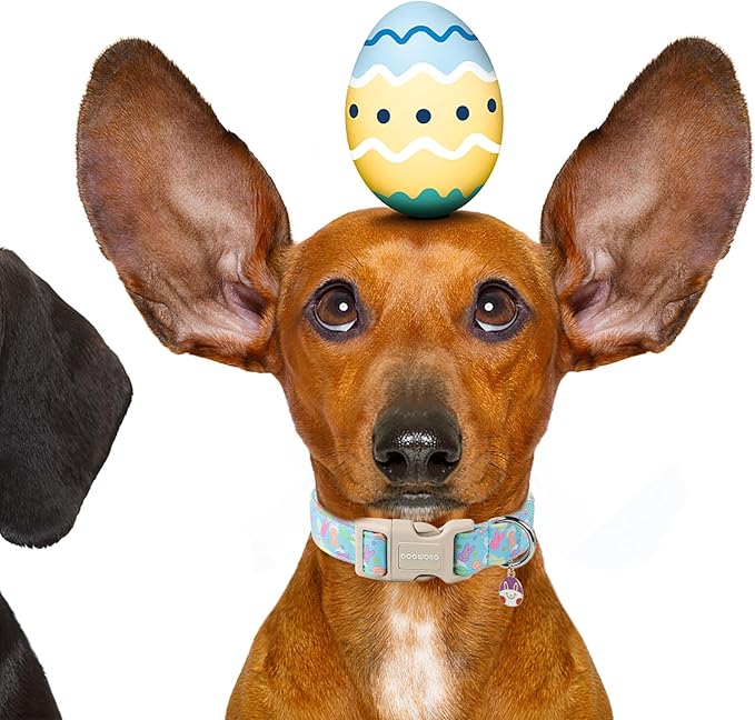 DOGWONG Easter Blue Egg Bunny Dog Collars, Adjustable Cute Rabbit Pet Collars with Quick Release Buckle for Small Medium Dogs