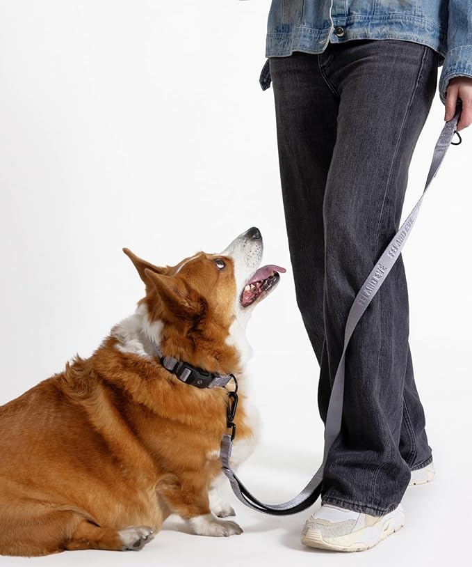 2025 New Edition, Fei & Eve MagEase Dog Collar - Patented Magnetic Buckles | Fur-Safe | Premium 210D Nylon | 450LB Escape-Proof | Adjustable Fit | Large (Twilight Gray)