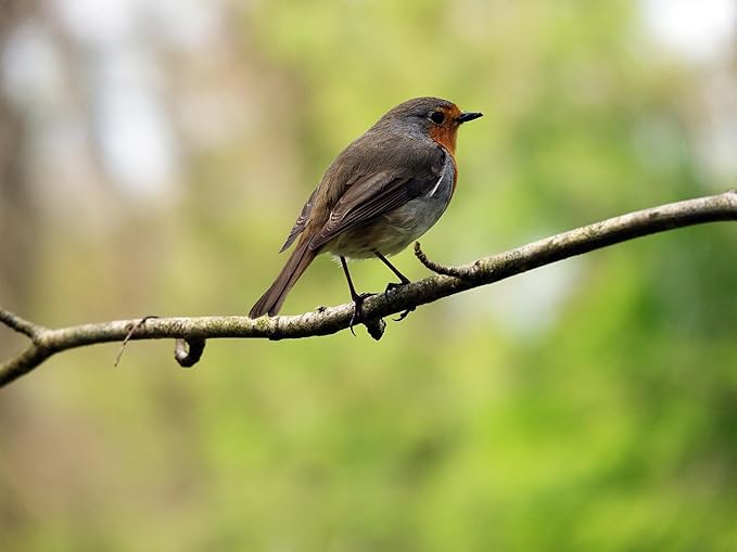 Birdseed Cylinders with Hole - Bird Seed for Outside Wild Birds (Small Cylinder, Bandit Buster 1pc)