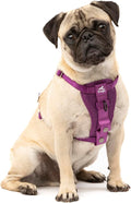 Kurgo Enhanced Strength Tru-Fit Dog Car Harness - Pet Travel Safety Harness - Crash Test Certified Fit - Five Point Adjustment - Secure Buckle - Padded Chest - Deep Violet - Small