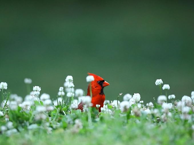 Birdseed Cylinders with Hole - Bird Seed for Outside Wild Birds (Small Cylinder, Neat Beak 1pc)