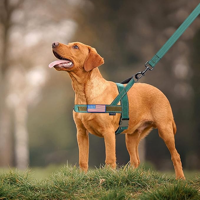 Annchwool No Pull Dog Harness with Padded Handle+5 Ft Leash,Reflective Strip Escape Proof and Quick Fit to Adjust Dog Harness,Easy for Training Walking for Small & Medium and Large Dogs(Green-Set,S)