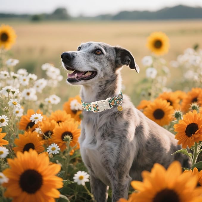 DOGWONG Flower Dog Collar, Fall Sunflower Dog Collars, Adjustable Cute Pet Collars Girl Design Dog Collar for Small Medium Large Dogs