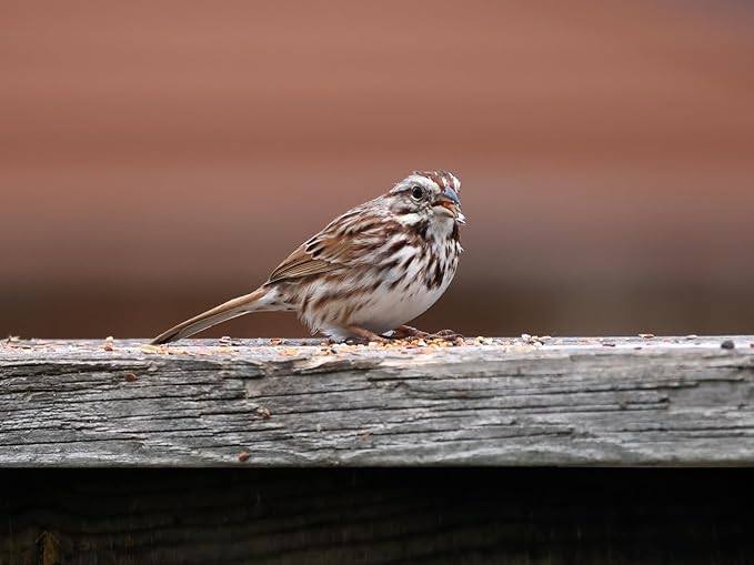 Birdseed Cylinders with Hole - Bird Seed for Outside Wild Birds (Small Cylinder, Bandit Buster 4pc)