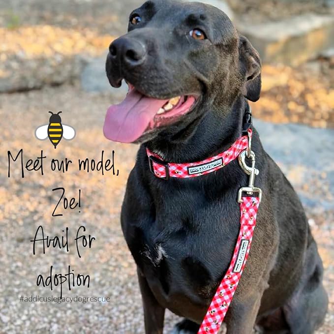 Lucky Love Dog - Adjustable Dog Collar with Easy Click Buckle for Small to Large Ones, Durable, & Comfortable for Male & Female Dogs, Pet Collar for Puppies & Adult Dogs - Bailey, Medium