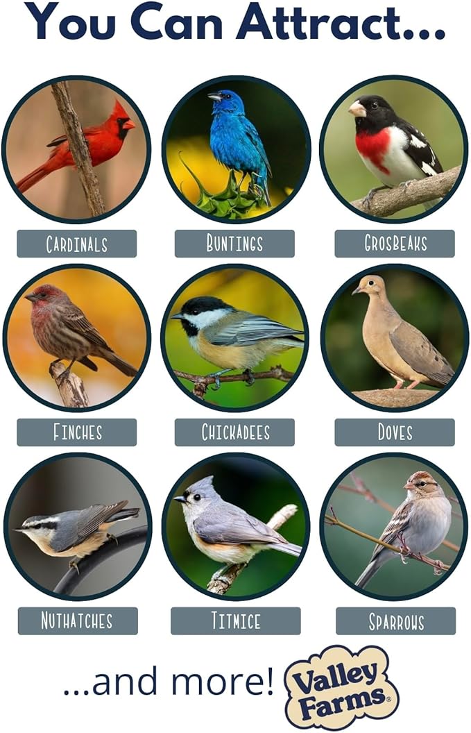 Valley Farms Safflower Seed Wild Bird Food 4 LB 2-Pack (8 LB Total) for Outside Feeders, Safflower Bird Seed for Cardinals, Grosbeaks, and Buntings, Cardinal Birdseed for Outside Feeders