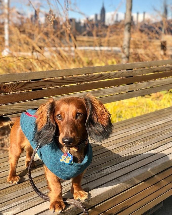 Gooby Zip Up Fleece Dog Sweater - Fuchsia Wash, Small - Warm Pullover Fleece Step-in Dog Jacket with Dual D Ring Leash for Small to Medium Dogs