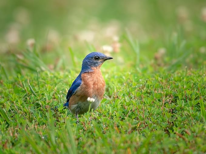 Birdseed Cylinders with Hole - Bird Seed for Outside Wild Birds (Small Cylinder, Mighty Bird Mix 2pc)