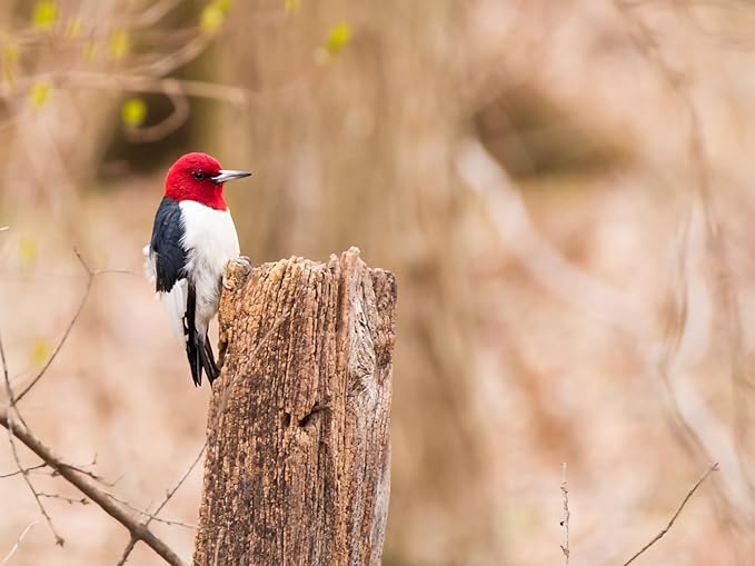 Birdseed Cylinders with Hole - Bird Seed for Outside Wild Birds (Small Cylinder, Redhead Special 1pc)