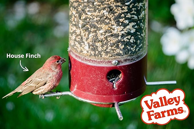 Valley Farms Deluxe Blend 4 LB 2-Pack (8 LBS Total) Wild Bird Food for Outside Feeders with Black Oil Sunflower Seed and Safflower Seed for Birds - A Select Birdseed