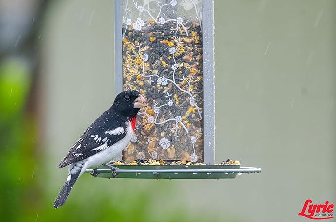 LEBANON SEABOARD SEED 26-47293 Supreme Bird Seed, 40 lb