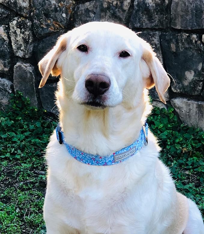 Lucky Love Dog Dog Collar, Leash Set Small, Medium, Large, Premium, Cute and Adjustable Collars for Male and Female Dogs, Winterblue Combo, Large