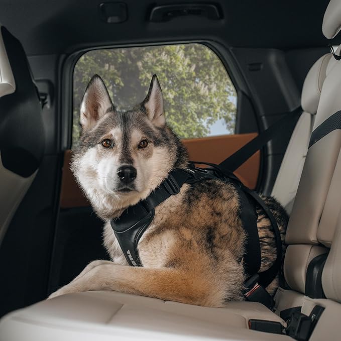 Thule Cappy Dog Harness S - Crash-Tested for Safety - Seatbelt passthrough - Adjustable & Easy to Clean - Padded Breathable mesh Panels - Leash Loop - Step-in Design