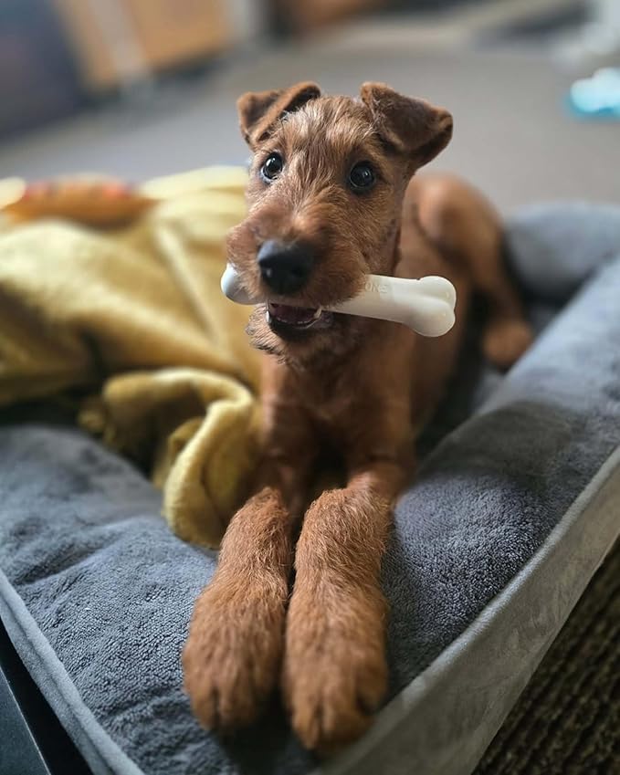 Nylabone Original Bone Power Chew Toy for Dogs, Durable & Tough Dog Toys for Aggressive Chewers, Chicken Flavor, Medium - Up to 35 lbs, 1 Count