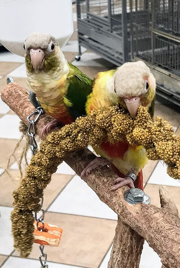 Nemeth Farms Premium Non-GMO Spray Millet Treat | Hand-Harvested Bird Snack | 100% Edible Tops | Sun-Dried Supplement for Parakeets, Cockatiels, Finches, Lovebirds, Canaries