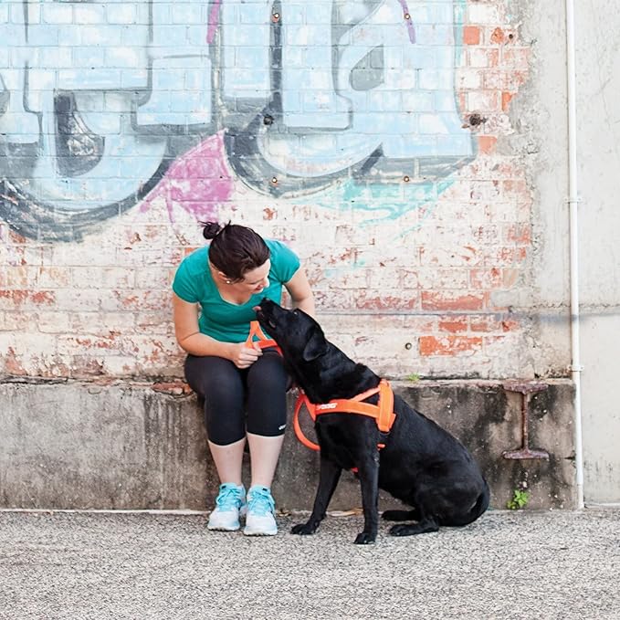 EzyDog Quick Fit Dog Harness – No Pull Harness for Training, Everyday Walking, and Easy Control - Adjustable Fit, Reflective, and Padded (X-Large, Orange)