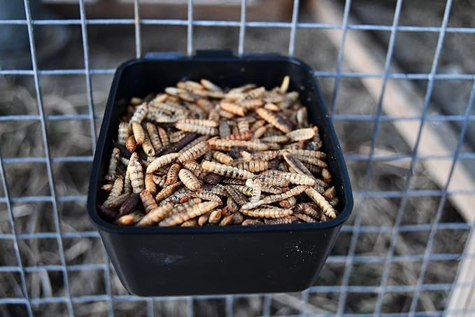 Good Deal Grubs Dried Black Soldier Fly Larvae Treat (5lb) for Chickens, Poultry, Birds, Small Pets - Protein and Calcium Supplement