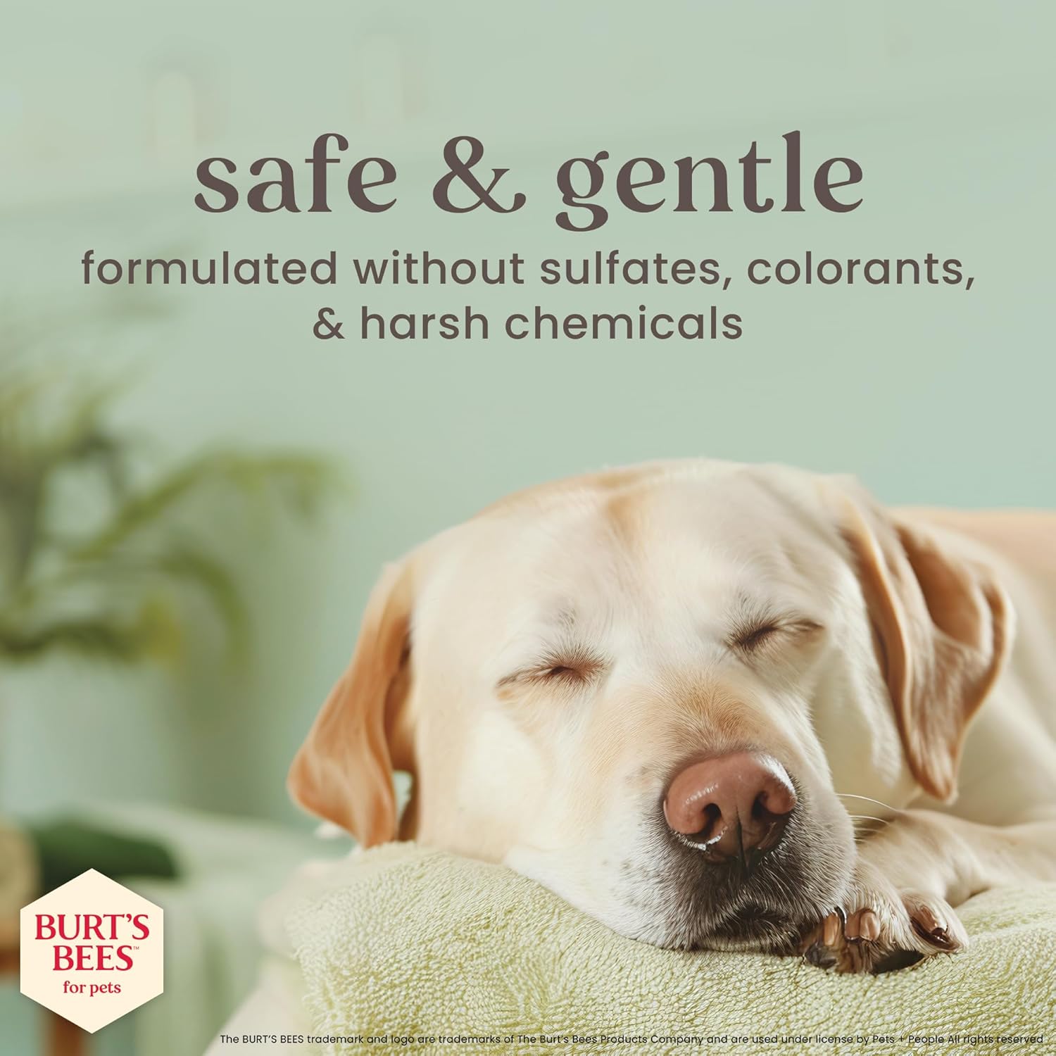 Burt’s Bees Manuka Honey Oatmeal Conditioner for Dogs with Coconut Oil, 10 Fl Oz