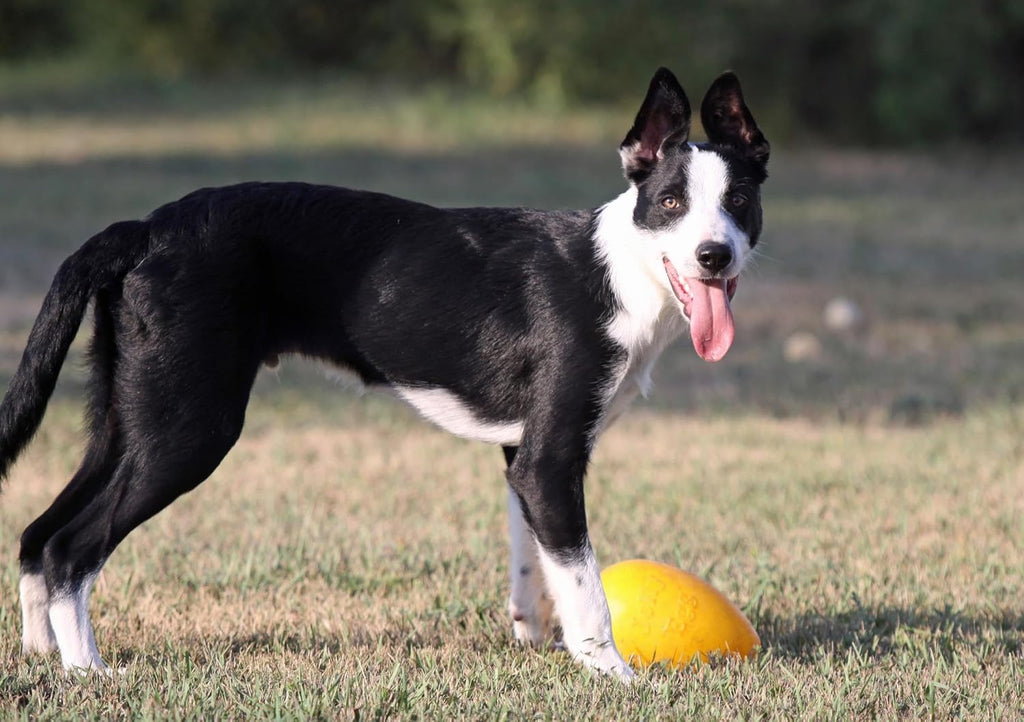 Jolly Pets Jolly Egg Dog Toy, 8 Inches/Medium, Red (JE08 RD)
