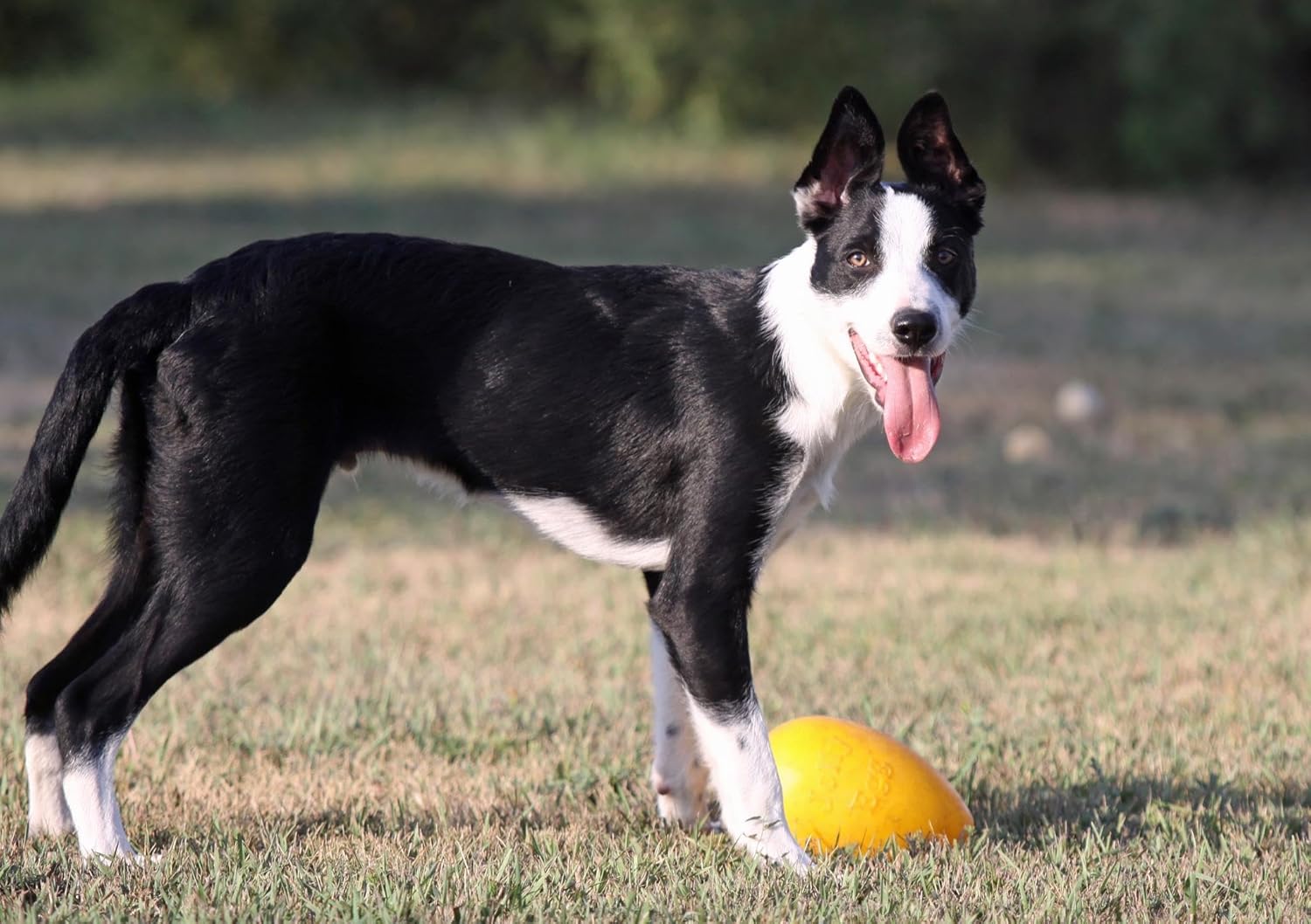 Jolly Pets Jolly Egg Dog Toy, 8 Inches/Medium, Red (JE08 RD)