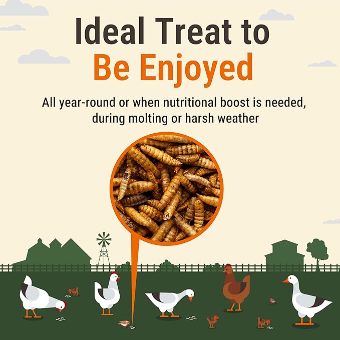 Natural Black Soldier Fly Larvae for Chickens, 85X More Calcium Than Mealworms-High Protein Grub Food Chicken Treats for Hens, Probiotic-Rich Chicken Feed, Calcium-Dense Bird Treat 5lb