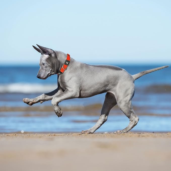 Kruz Dog Collar for Small Dogs (Width- 3/4", Neck - 10.5"-14.5") Adjustable Pet Neck Band with Comfortable Soft Padding, Lifetime Durability, Heavy-Duty O-Ring (Turquoise, Small)