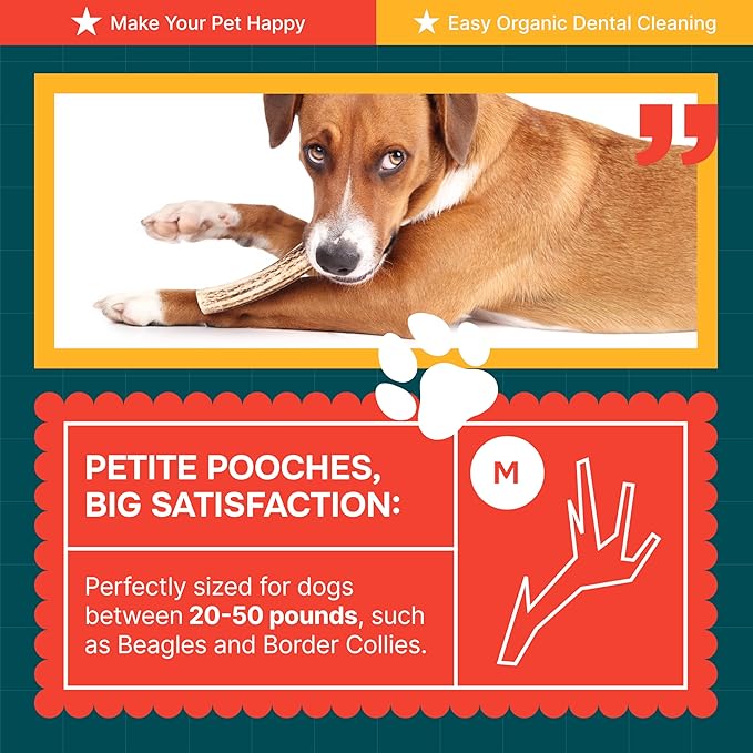 100% Natural - Elk Antlers for Dogs ( Split ) - Naturally Shed in USA - Dog Antler Chews Medium Breeds - Natural, Long-Lasting Treats for Aggressive Chewers - Dog Chews - No Smell & No Mess - Medium