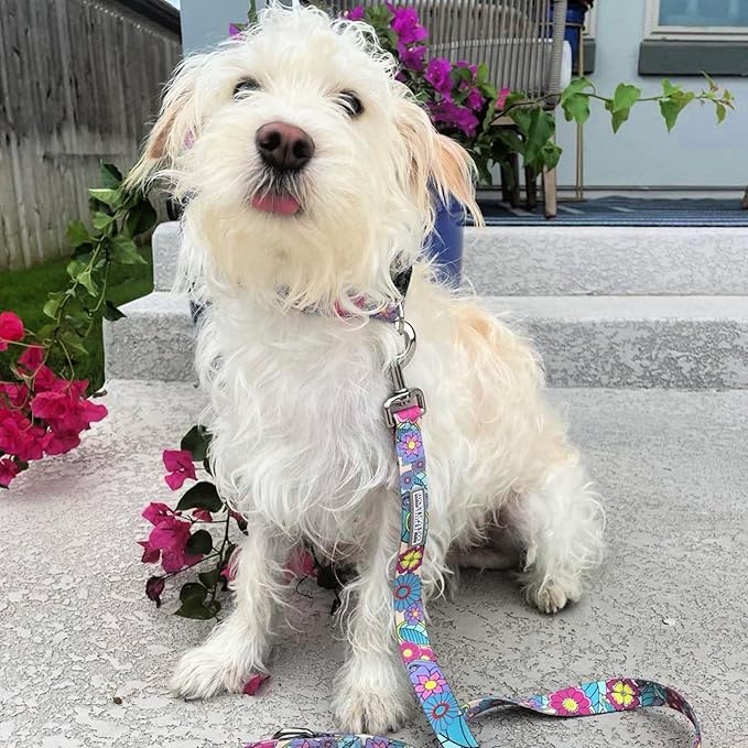 Lucky Love Dog Collar and Leash Combo, Cute Collar and Leash Set for Medium Female Dogs, Part of Purchase Donated to Rescue (Medium, Caroline, Combo)