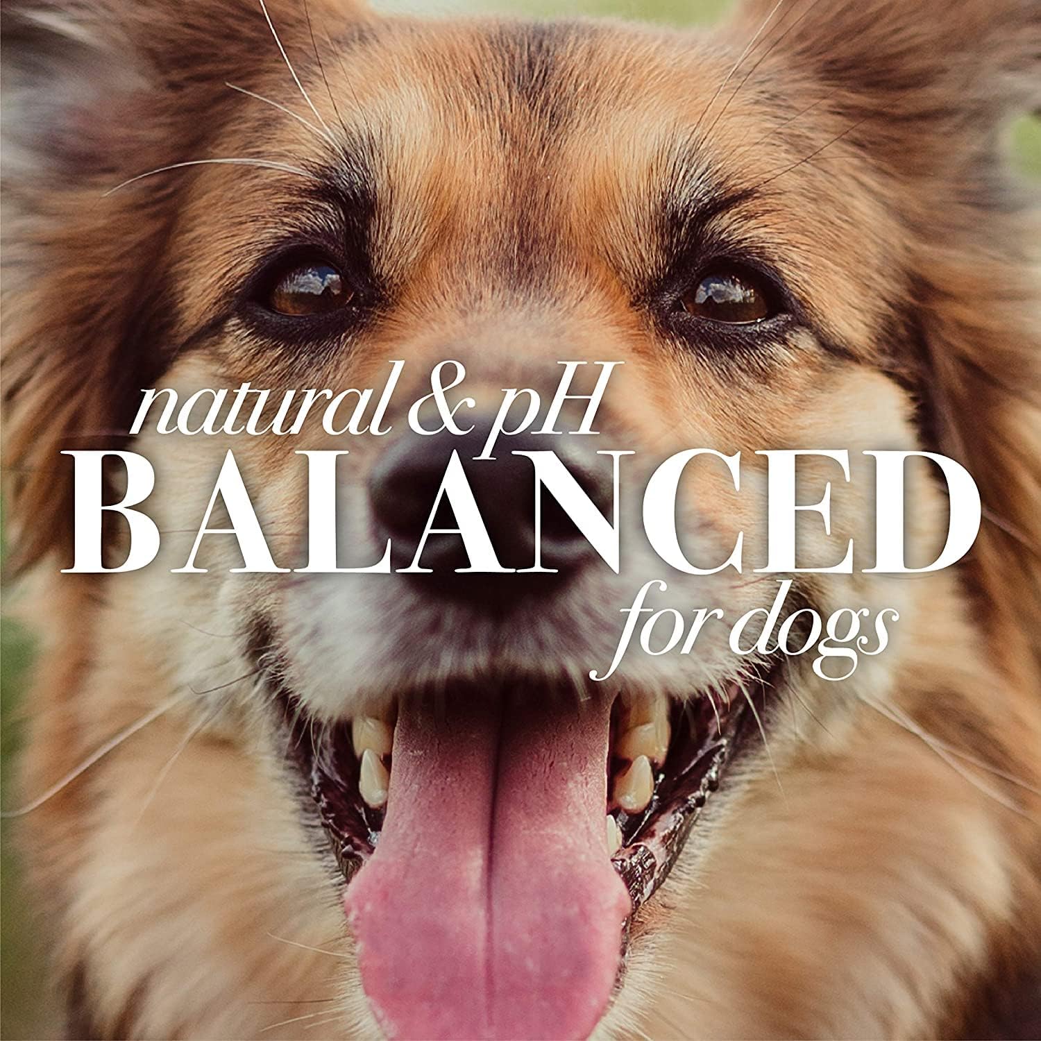 Burt's Bees for Pets Calming Dog Shampoo with Lavender and Green Tea, 6pk, 95% Natural Origin Formulas, Calming Lavender Dog Shampoo - Gentle Dog Shampoo, Best Dog Shampoo, Lavender, 6pk 16 oz