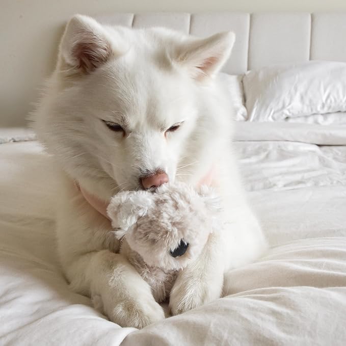 Fur Elise Koko Mini Plushie – Small Koala Dog & Cat Toy | Squeaky, Crinkle, Jingle | Ultra-Soft Plush for Playtime, Snuggles, and Décor