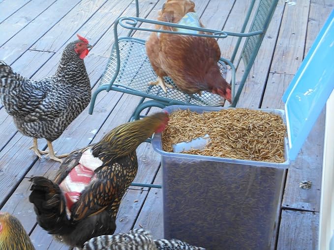 2Lbs Chubby Dried Black Soldier Fly Larvae 100% Made in North America High Calcium Sustainable Dried BSF Larva for Chickens Protein Snack for Laying Hens, Wild Birds & Reptiles