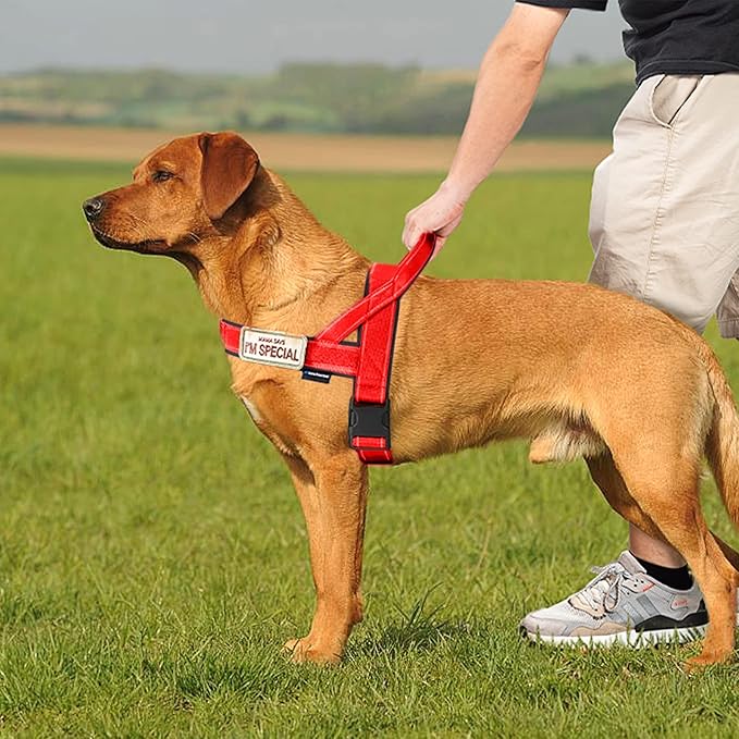 Annchwool No Pull Dog Harness with Soft Padded Handle,Reflective Strip Escape Proof and Quick Fit to Adjust Dog Harness,Easy for Training Walking for Small & Medium and Large Dogs(Red,XL)