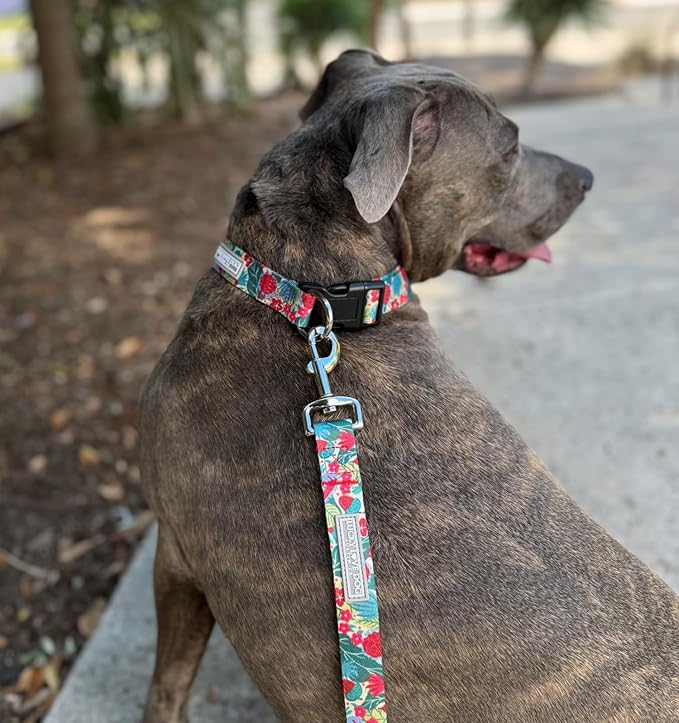 Lucky Love Dog - Easy Click Buckle Dog Collar with Leash Set Combo, Durable & Comfortable for Male & Female Dogs, Pet Collar for Small to Large Dogs, Secure Fit - Ginny Combo, Small