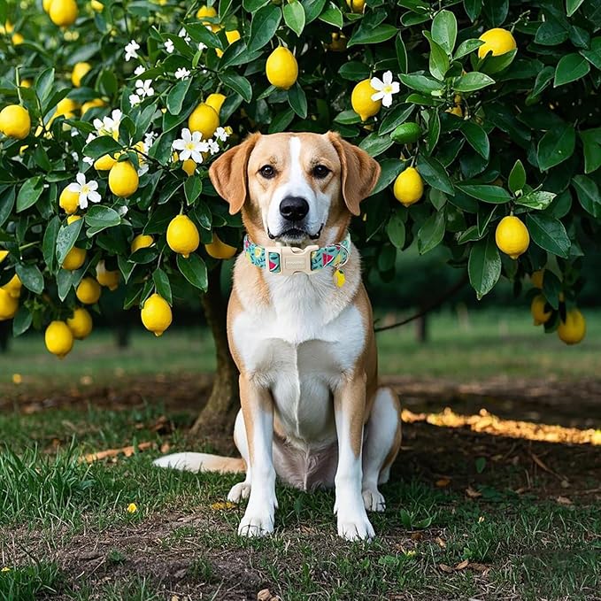 DOGWONG Summer Dog Collar, Summer Lemon Watermelon Dog Collars, Adjustable Cute Boy Pet Collars Girl Design Dog Collar for Small Medium Large Dogs