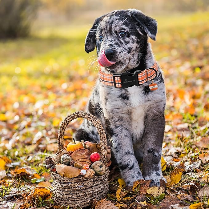 ARING PET Puppy Fall Dog Collar, Autumn Orange Black White Plaid Pet Collars for Small Medium Large Girl Boy Dogs Halloween-L Size