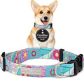 Lucky Love Dog Collars, Cute Small Dog Collars for Female Dogs, Part of Purchase Donated to Rescue, Caroline, Small