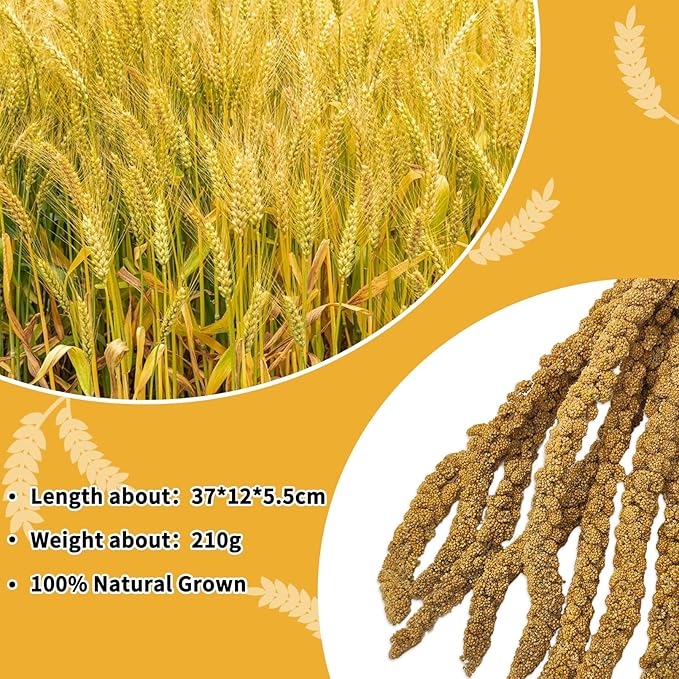 kathson Natural Sun-Dried Birds Millet Spray Millet Treat bird snacks for Parrots Cockatiels Lovebirds Painted Buntings and Finches Parakeets 1.1 LB