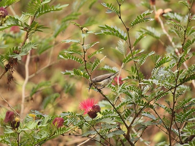 Birdseed Cylinders with Hole - Bird Seed for Outside Wild Birds (Small Cylinder, Bandit Buster 1pc)