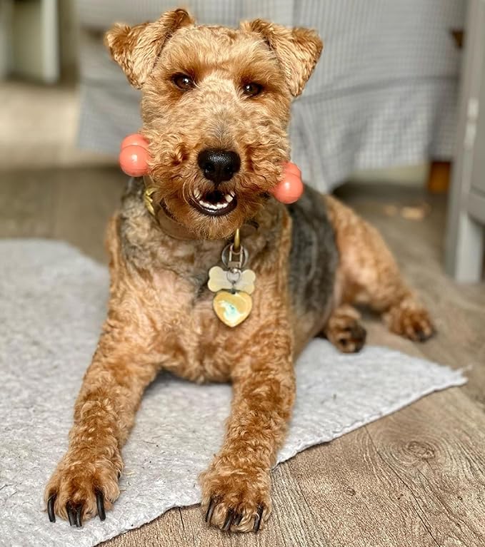 Nylabone Original Bone Power Chew Toy for Dogs, Durable & Tough Dog Toys for Aggressive Chewers, Bacon Flavor, Small - Up to 25 lbs - Up to 25 Ibs, 1 Count