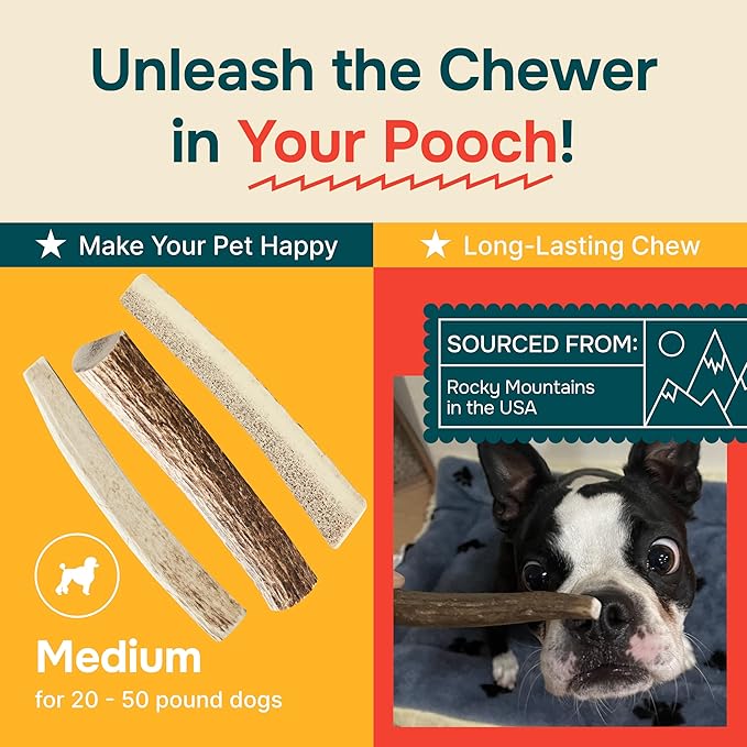 100% Natural - Split Elk Antlers for Dogs ( 3 pack ) - Naturally Shed in USA - Dog Antler Chews Medium Breeds - Natural, Long-Lasting Treats for Aggressive Chewers - No Smell & No Mess - Medium