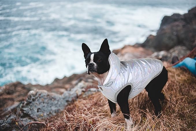 Windproof Waterproof Dog Coat Fleece & Cotton Lined Warm Jacket, Cold Weather Pet Apparel Clothes Vest for Small Medium Large Dog (S, Silver)