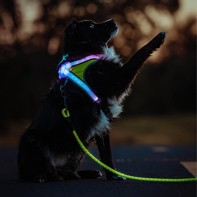 Noxgear LightHound (Large) + High-Visibility Dog Leash – Illuminated and Reflective Harness for Dogs Including Multicolored LED Fiber Optics (USB Rechargeable, Adjustable, Lightweight, Rainproof)