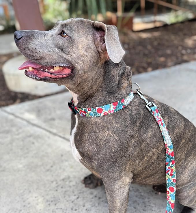 Lucky Love Dog - Adjustable Dog Collar with Easy Click Buckle for Small to Large Ones, Durable, & Comfortable for Male & Female Dogs, Pet Collar for Puppies & Adult Dogs - Ginny, Large