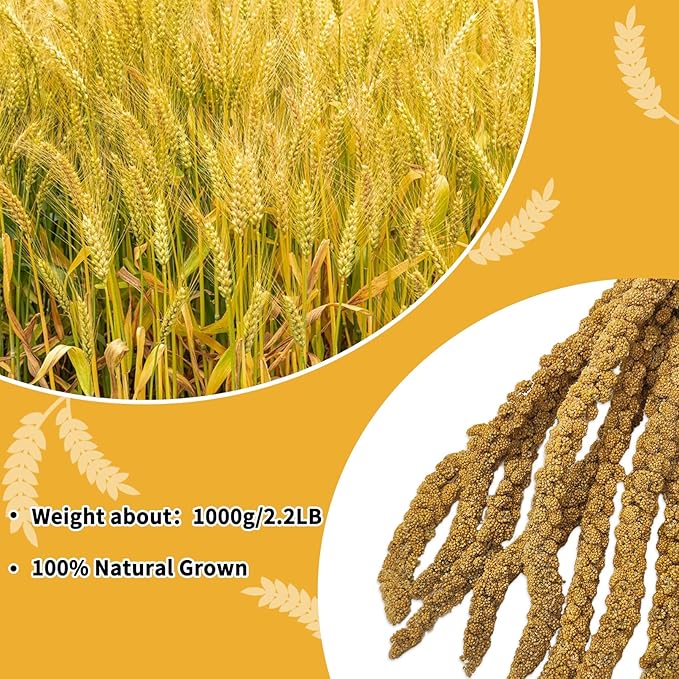 kathson Natural Sun-Dried Birds Millet Spray Millet Treat Bird Snacks for Parrots Cockatiels Lovebirds Painted Buntings and Finches Parakeets 2.2 LB