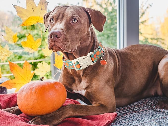 DOGWONG Fall Pumpkin Dog Collar- Cute Fall Holiday Dog Collars Adjustable Halloween Dog Collar for Small Medium Large Dogs M