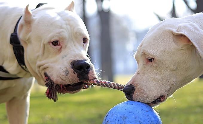 Jolly Pets Romp-n-Roll Rope and Ball Dog Toy, 4.5 Inches/Small, Blueberry for All Breed Sizes