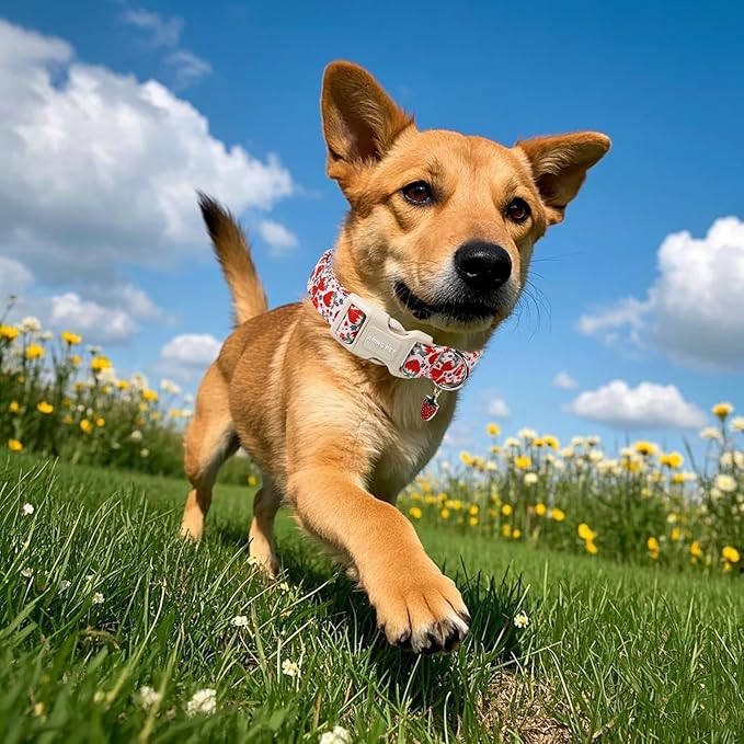 ARING PET Strawberry Dog Collar, Cute Summer Pink Pet Collars with Quick Release Buckle for Puppy Small Medium Large Boy Girl Dogs-XS