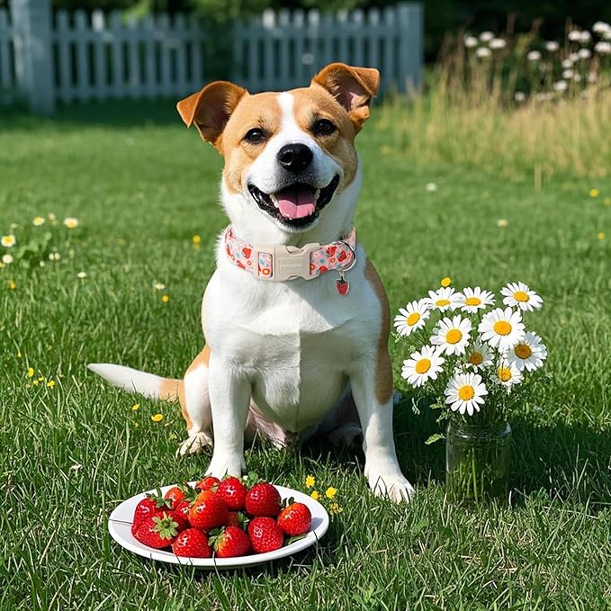 DOGWONG Cute Dog Collar- Strawberry Dog Collars Adjustable Designer Strawberry Flower Puppy Dog Collar for Small Medium Large Dogs S