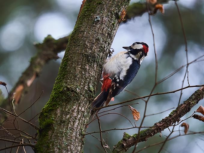 Birdseed Cylinders with Hole - Bird Seed for Outside Wild Birds (Small Cylinder, Redhead Special 1pc)